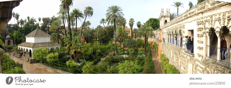 Garden Alcazar Sevilla Seville Spain Palm tree Green Wall (barrier) Temple Architecture Alcàzar