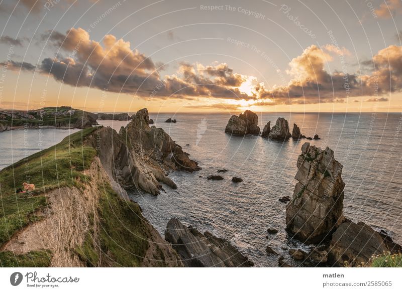 The dog Landscape Plant Sky Clouds Horizon Summer Beautiful weather Grass Rock Waves Coast Reef Ocean Sharp-edged Gigantic Blue Brown Green Orange Pink White