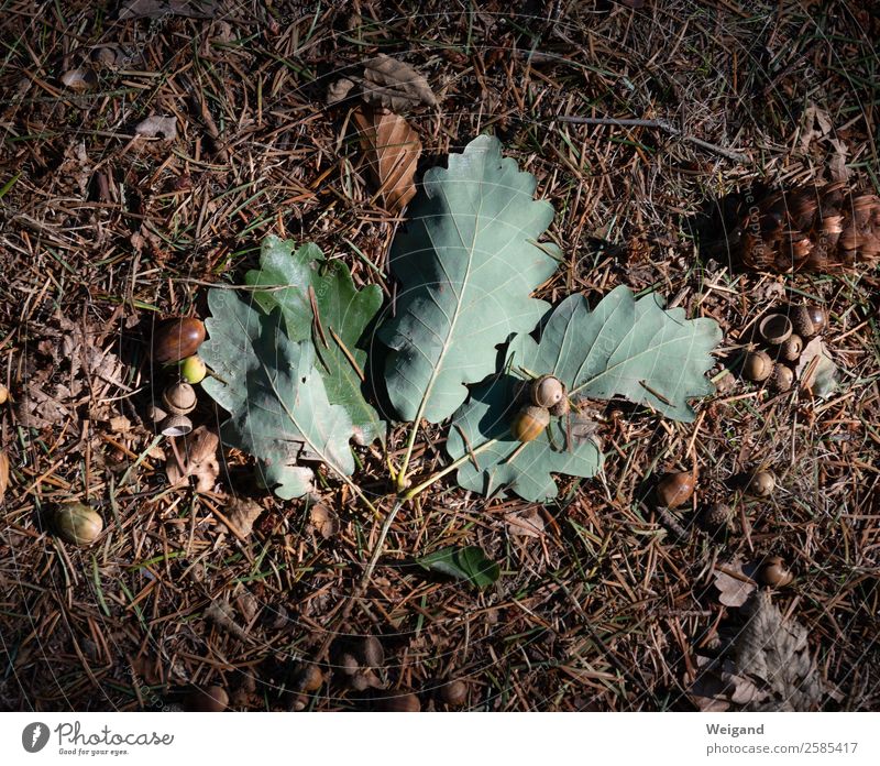 forest ground Forest Lie Brown Green Oak tree Leaf Ground Hiking To go for a walk Nature Autumn Colour photo Exterior shot Copy Space left Copy Space right