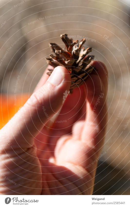 pine cone Calm Meditation Fragrance Beautiful weather Plant Tree Forest Simple Brown To console Grateful Autumn Pine cone Cone Thanksgiving To hold on