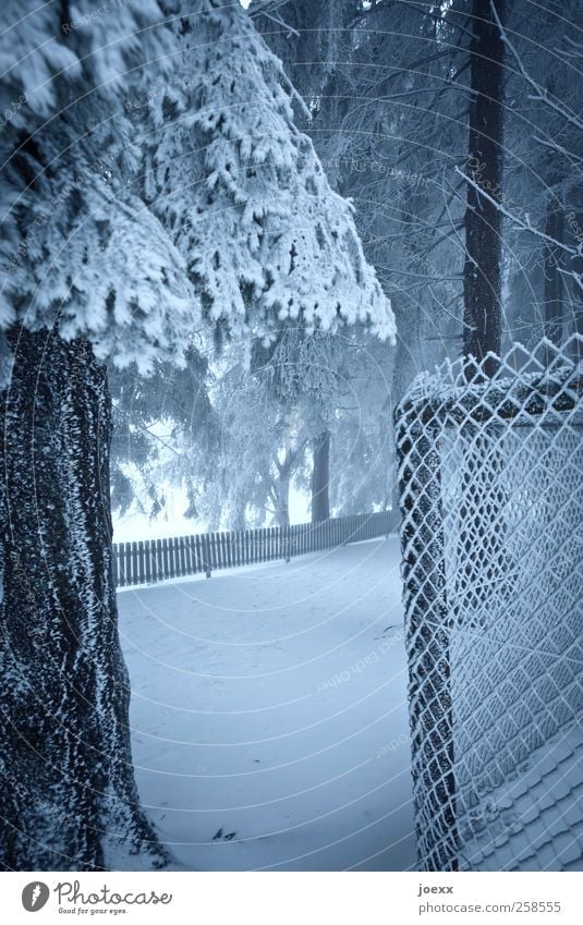 frontiers Nature Winter Ice Frost Snow Tree Forest Deserted Lanes & trails Cold Blue Black White Fence Wire netting fence Tree trunk Colour photo Subdued colour
