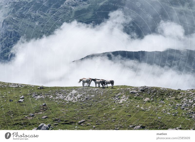 Clouds without sky Landscape Summer Grass Rock Mountain Peak Animal Farm animal Horse Herd Tall Blue Brown Gray Green White Sparse Colour photo Exterior shot
