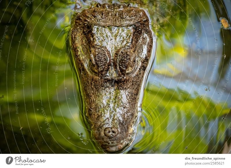 Crocodile from above Animal Reptiles Green Wild animal Dangerous Alligator Nature Zoo Aquarium Animal portrait Looking Threat Close-up Water Exotic Symmetry