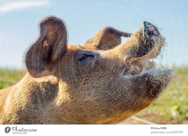 Close-up of the raised head of a busy sow feeding Meat Face Mother Adults Animal Meadow Farm animal Feeding Small White Colour Belgium Gaume animals background