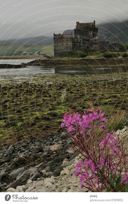 Scotland, Somewhere Architecture Culture Nature Landscape Elements Clouds Bad weather Plant Deserted Castle Ruin Manmade structures Old Power Romance