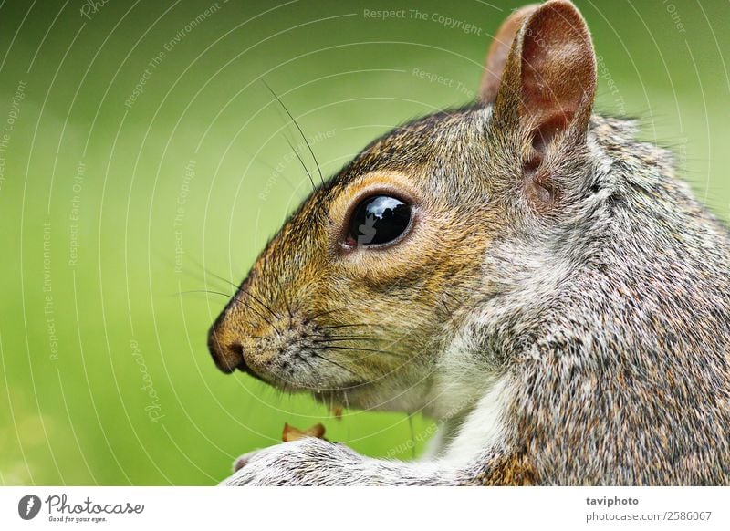 closeup of grey squirrel Eating Garden Nature Animal Park Forest Fur coat Pet Wild animal Feeding Small Funny Natural Cute Brown Gray Green Appetite Rodent