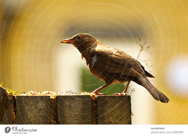 common blackbird in beautiful light Beautiful Life Summer Garden Nature Animal Park Bird Stand Bright Small Natural Cute Wild Brown Black Beak colorful fauna