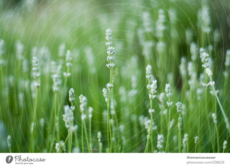 daisy Nature Plant Summer Warmth Flower Grass Leaf Blossom Foliage plant Wild plant Garden Park Meadow Bright Near Natural Juicy Green White Warm-heartedness