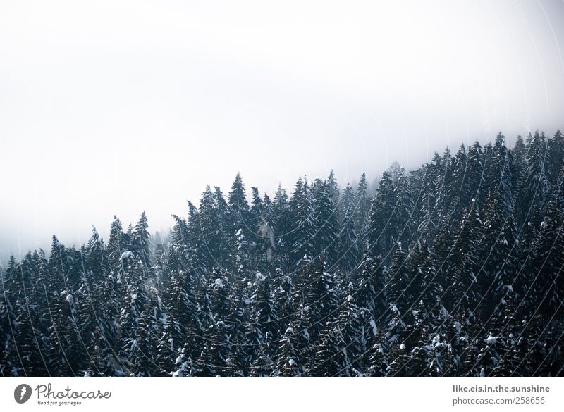 timber line Environment Nature Landscape Elements Clouds Winter Bad weather Fog Snow Tree Forest Hill Alps Mountain Natural Treetop Edge of the forest Fir tree