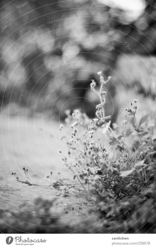 Small Plant Black White Weed Wayside Blur Simple Black & white photo Exterior shot Detail Deserted Copy Space right Copy Space top Shallow depth of field