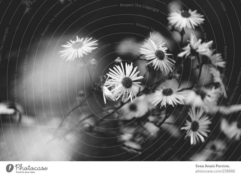 paths across the country. Environment Nature Bad weather Plant Flower Marguerite Dark Sadness Lovesickness Black & white photo Exterior shot Deserted Low-key