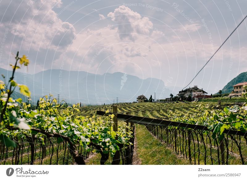 Vineyards | Cold | South Tyrol Nature Landscape Summer Beautiful weather Bushes Alps Mountain House (Residential Structure) Detached house Fresh Sustainability