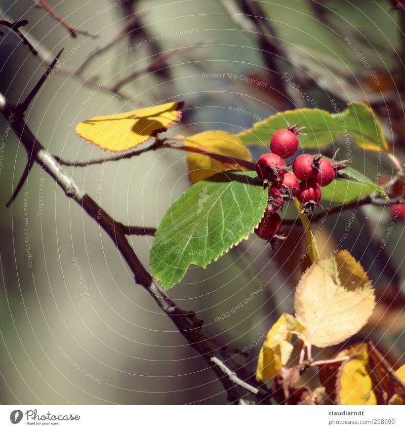 rose apples Nature Plant Autumn Bushes Leaf Rose hip Thorny Yellow Green Red Autumn leaves Twigs and branches Blur Colour photo Exterior shot Detail Deserted