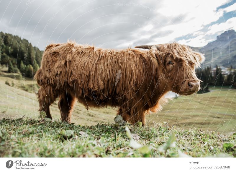 Highland Cattle - It's Nature