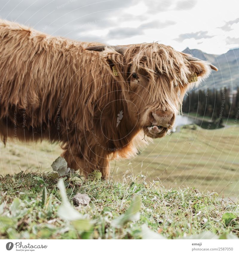 Scottish Highland Cattle Nature Animal Farm animal Cow Highland cattle 1 Cool (slang) Funny Ruminant Eating Curiosity Colour photo Exterior shot Deserted Day