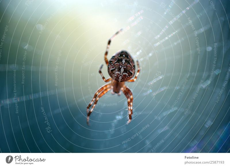 cross spider Environment Nature Animal Summer Autumn Wild animal Spider 1 Bright Small Near Natural Blue Brown White Spin Spider legs Spider's web Cross spider