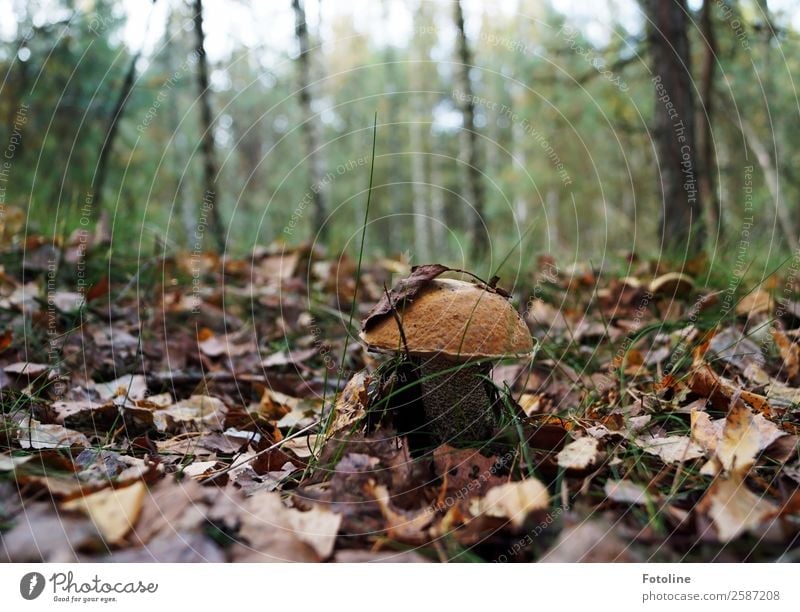 birch mushroom Environment Nature Landscape Plant Elements Earth Autumn Beautiful weather Tree Wild plant Forest Fresh Near Natural Brown Green Mushroom