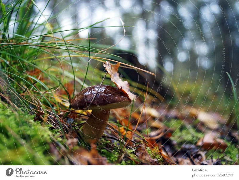 chestnut Environment Nature Landscape Plant Elements Earth Autumn Grass Moss Wild plant Forest Fresh Natural Brown Green Mushroom Mushroom cap Autumnal