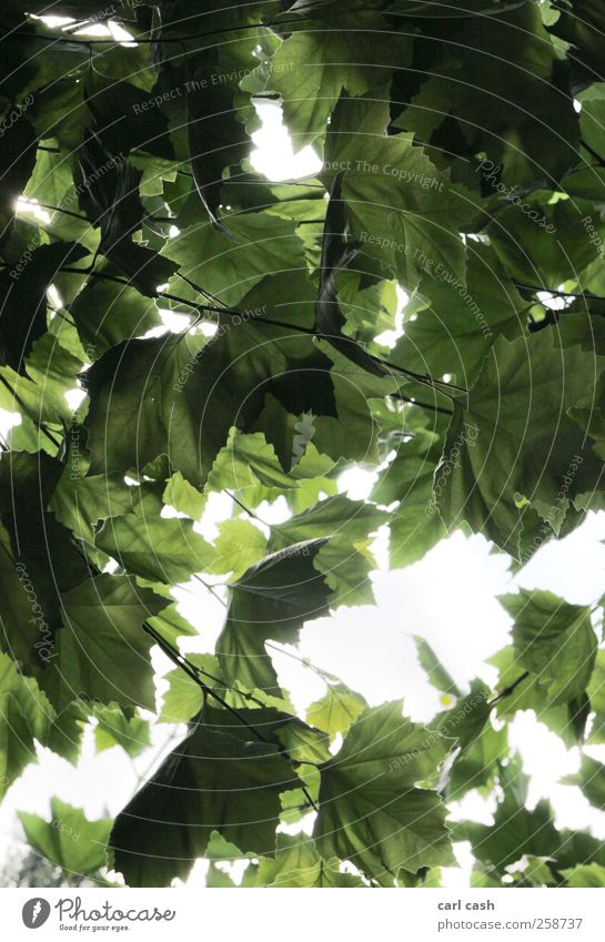 leaves Nature Plant Summer Tree Foliage plant Bright Brilliant Radiation Leaf Leaf canopy Colour photo Exterior shot Experimental Structures and shapes Deserted