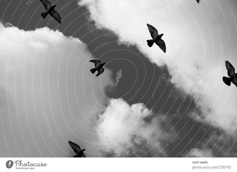 freedom Animal Sky Sky only Clouds Bird Group of animals Flock Freedom Esthetic Elegant Together Infinity Gray Black White Friendship Attachment Pigeon
