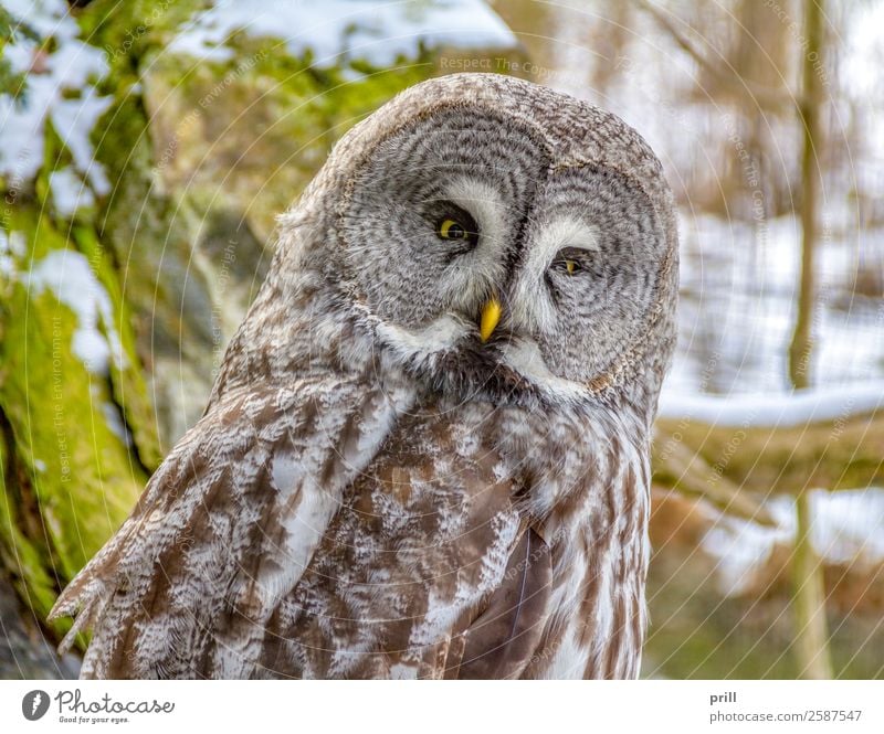 Great grey owl Relaxation Winter Head Animal Bird Animal face 1 Cold Brown Owl birds phantom of the north Large Grey Owl Lapland Scops Owl Rest speckled Feather