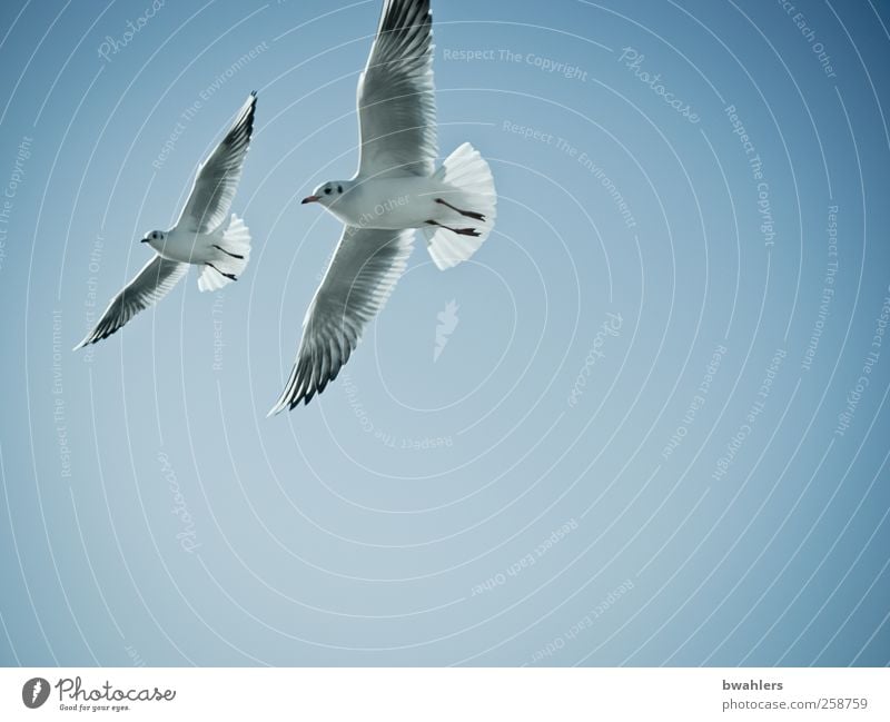 boundless Nature Air Sky Sky only Cloudless sky Beautiful weather Animal Bird 2 Flying Free Blue Happy Wanderlust Freedom Peace Ease Far-off places Seagull Wing