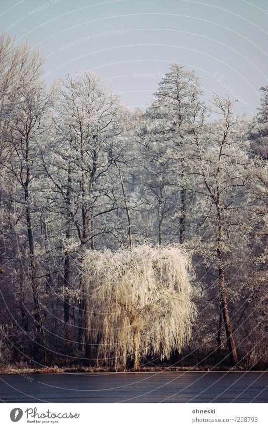 winter morning Landscape Winter Ice Frost Tree Weeping willow Forest Lakeside Hoar frost Cold White Peaceful To console Grief Loneliness Eternity Idyll