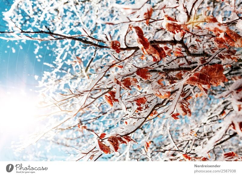 A fall that turned into winter. - a Royalty Free Stock Photo from