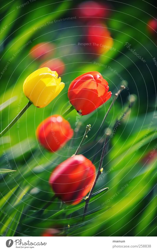 tulip spring Nature Spring Plant Flower Tulip Leaf Blossom Spring flower Authentic Natural Colour photo Exterior shot Deserted Copy Space top Copy Space bottom