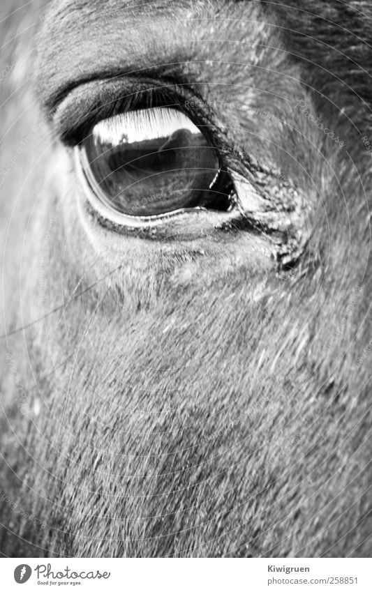 Behind pretty eyes Ride Meadow Horse Animal face Petting zoo Esthetic Black & white photo Macro (Extreme close-up) Day Looking into the camera