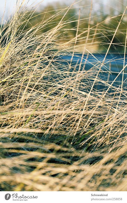 on the bank Environment Nature Plant Animal Beautiful weather Grass Bushes Meadow Coast Lakeside River bank Calm Dune Marram grass Abstract Thin Gloomy
