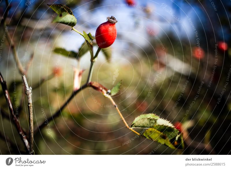 Autumn and its fruits XXV Rose hip Bushes Shallow depth of field Sharp thing Close-up Moody Nature