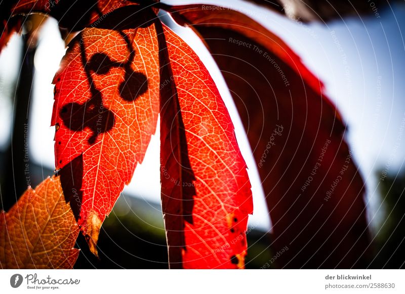 Lifting light 3 Nature Autumn Leaf Brown Red Emotions Moody Autumn leaves Autumnal Colour photo Exterior shot Deserted Copy Space right Day Sunlight Blur