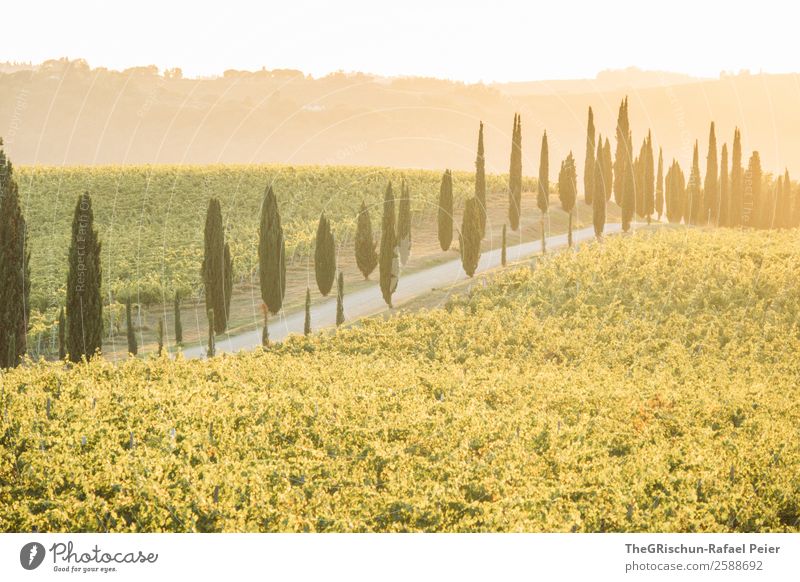 Tuscany Nature Landscape Yellow Gold Green Italy Avenue Street Lanes & trails Gravel Vineyard Back-light Moody Sunset Vacation & Travel Colour photo