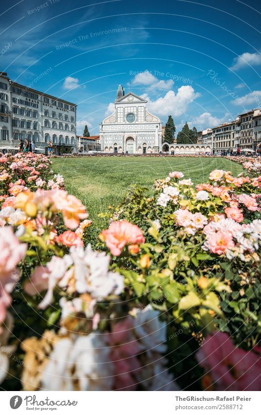 Florence Nature Blue Church Religion and faith Italy Travel photography Town Tourism Rose Flower Shadow Clouds Vacation & Travel To go for a walk Sunbeam Warmth