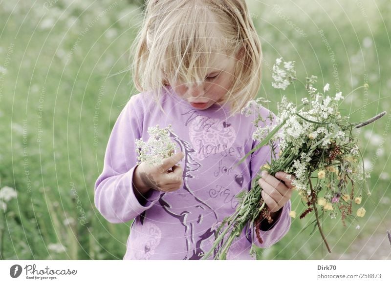 Spring! Playing Trip Freedom Human being Child Girl Infancy 1 3 - 8 years Flower Blossom Wild plant Bouquet Meadow Blossoming Fragrance Dream Growth Natural