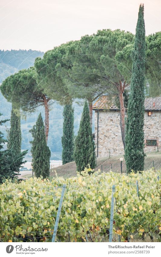 avenue Nature Green Cypress House (Residential Structure) Vacation & Travel Relaxation Vine Vineyard Avenue Tree Italy Tuscany Hill Colour photo Exterior shot