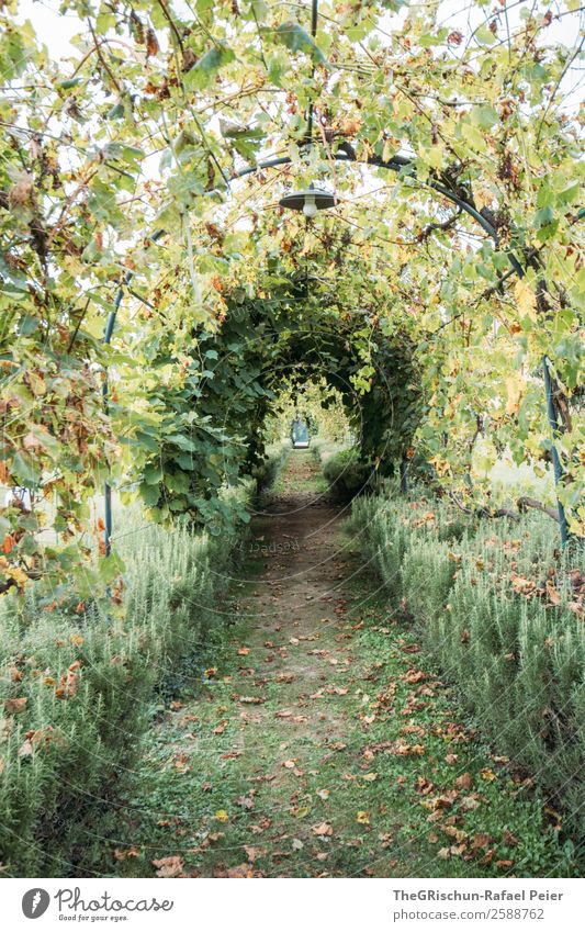 avenue Nature Green Garden Tunnel vision Arch Perspective Round Lanes & trails Calm Relaxation Break Colour photo Exterior shot Deserted Copy Space bottom