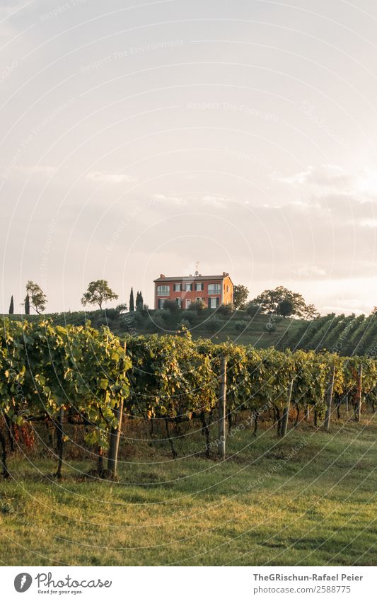 vineyard Nature Landscape - a Royalty Free Stock Photo from Photocase