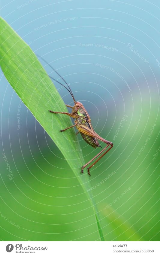 hop Environment Nature Summer Plant Leaf Meadow Field Animal Wild animal Dryland grasshopper Long-horned grasshopper Insect 1 Blue Green Upward Colour photo