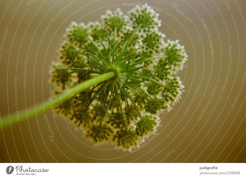 meadow Environment Nature Plant Flower Blossom Wild plant Garden Meadow Growth Natural Beautiful Green Delicate Colour photo Exterior shot Detail