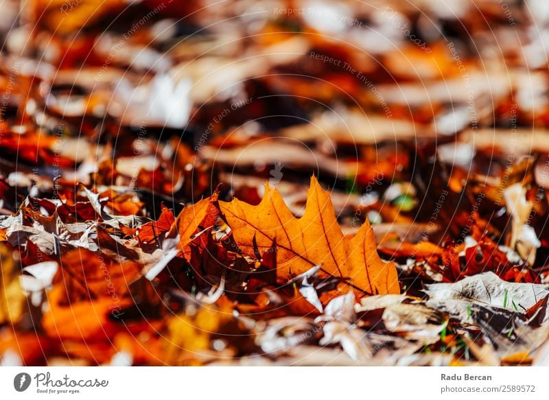 Red Maple Leaves As Seen With Water Background, Autumn Leaves Non, Hd  Photography Photo, Brown Background Image And Wallpaper for Free Download
