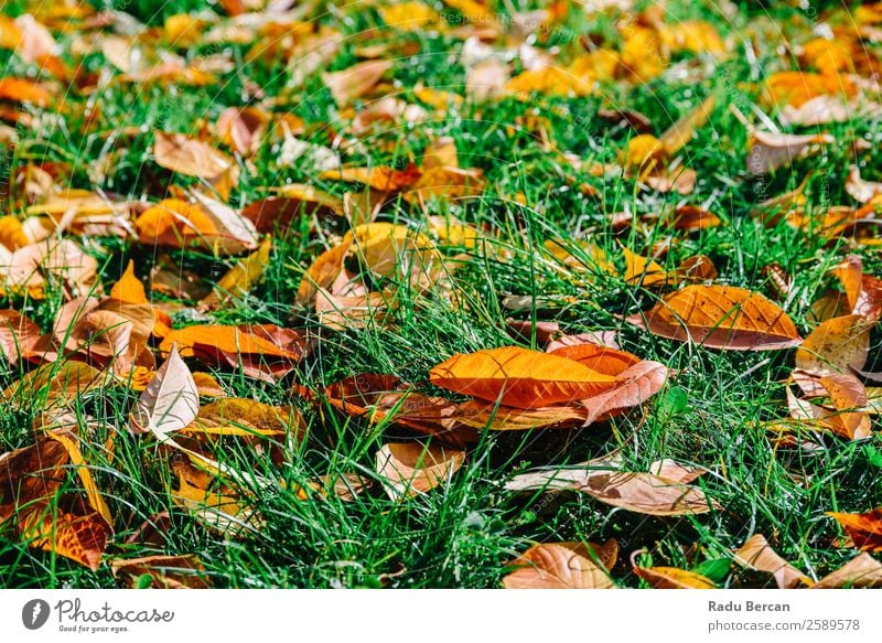 Orange And Red Autumn Leaves In Fall Season Beautiful Garden Wallpaper Nature Landscape Plant Tree Grass Leaf Park Forest Bright Natural Brown Yellow Gold Green