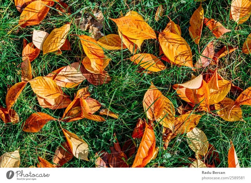 Orange And Red Autumn Leaves In Fall Season Garden Environment Nature Landscape Plant Tree Grass Leaf Park Forest Bright Natural Brown Yellow Gold Green Colour