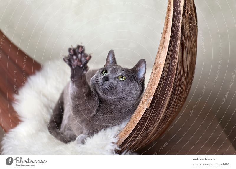Gib! Tree bark Animal Pet Cat russian blue Paw Claw 1 Bowl Sheepskin Wood Observe Movement Catch Lie Looking Playing Cuddly Blue Brown Gray Contentment
