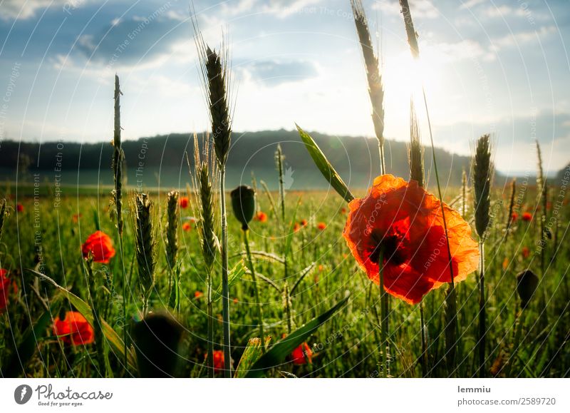 Flowering poppy at sunrise Environment Nature Landscape Plant Sky Clouds Sun Sunrise Sunset Summer Beautiful weather Grass Agricultural crop Field Blossoming