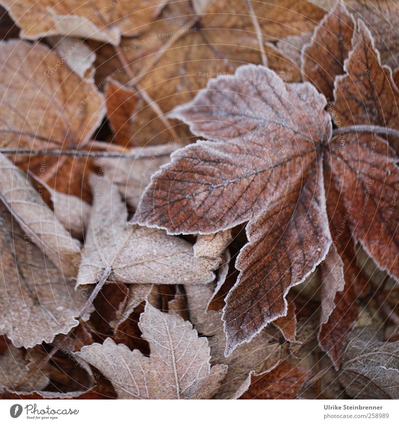 Foliage 2 Environment Nature Plant Winter Weather Ice Frost Leaf Maple tree Maple leaf Meadow Field Freeze Glittering Lie To dry up Cold Sustainability Natural