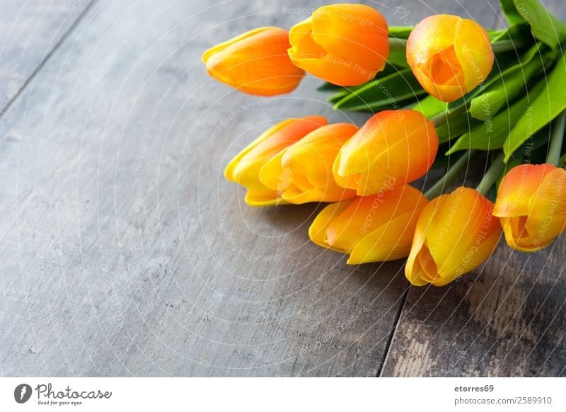 Tulips on wooden background. Vacation & Travel Feasts & Celebrations Easter Flower Wood Orange Colour Tradition Public Holiday Guest Festive Copy Space