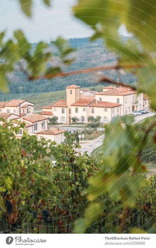 vineyard Nature Landscape Gray Green Italy Vine Vineyard House (Residential Structure) Winery Idyll Living or residing Bunch of grapes Hill Colour photo