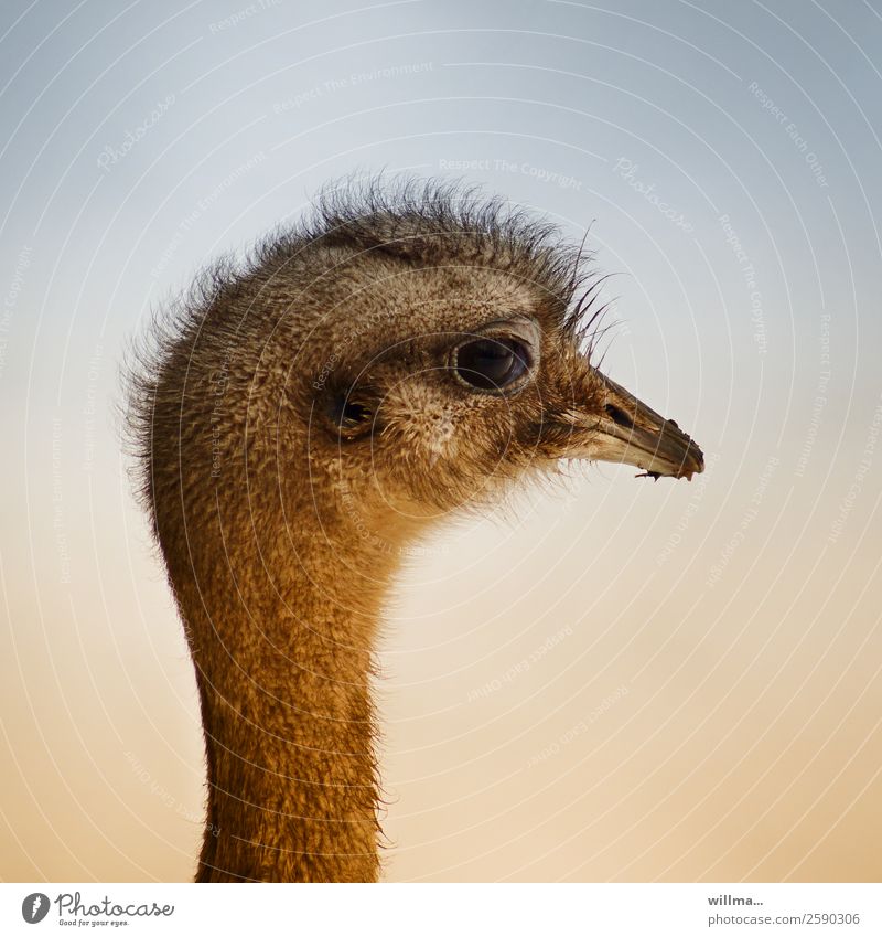 Nandu. Fresh hair. Flightless bird Head Emu Ostrich Profile Beak Exotic Neutral Background Bird Animal Wild animal
